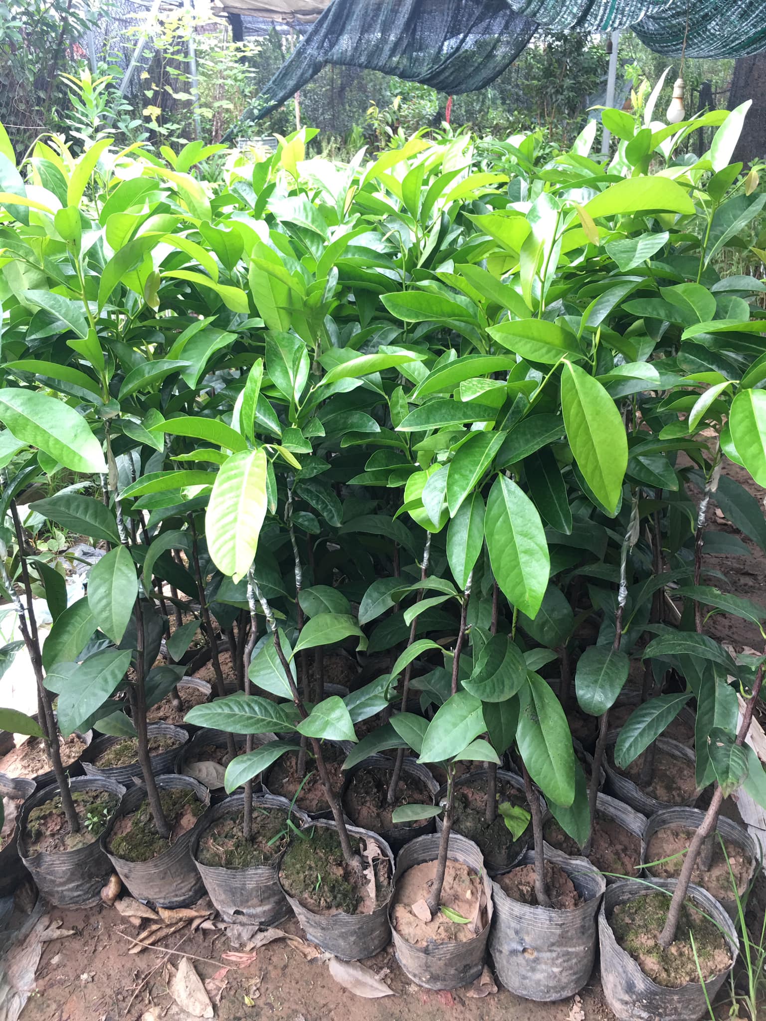 CÂY GIỐNG HỒNG SOCOLA